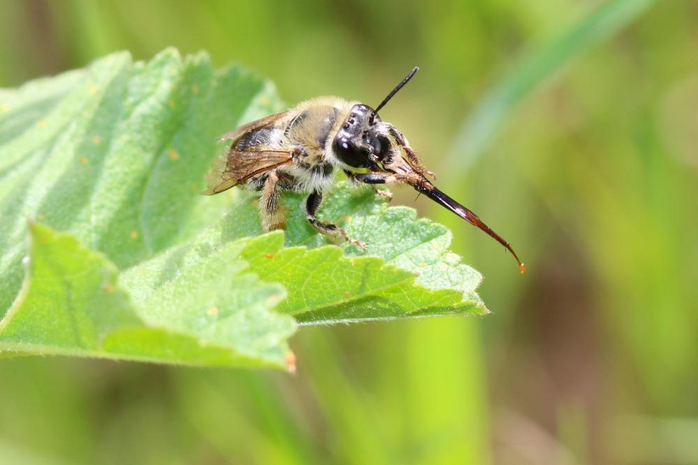  Eucera Scopoli, 1770