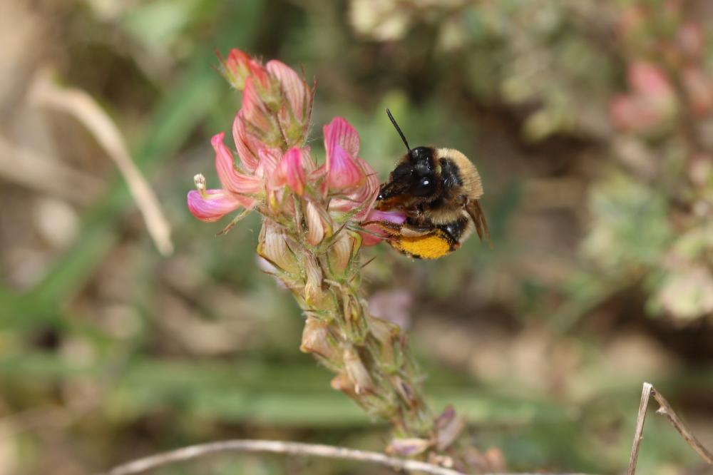 Eucera Scopoli, 1770