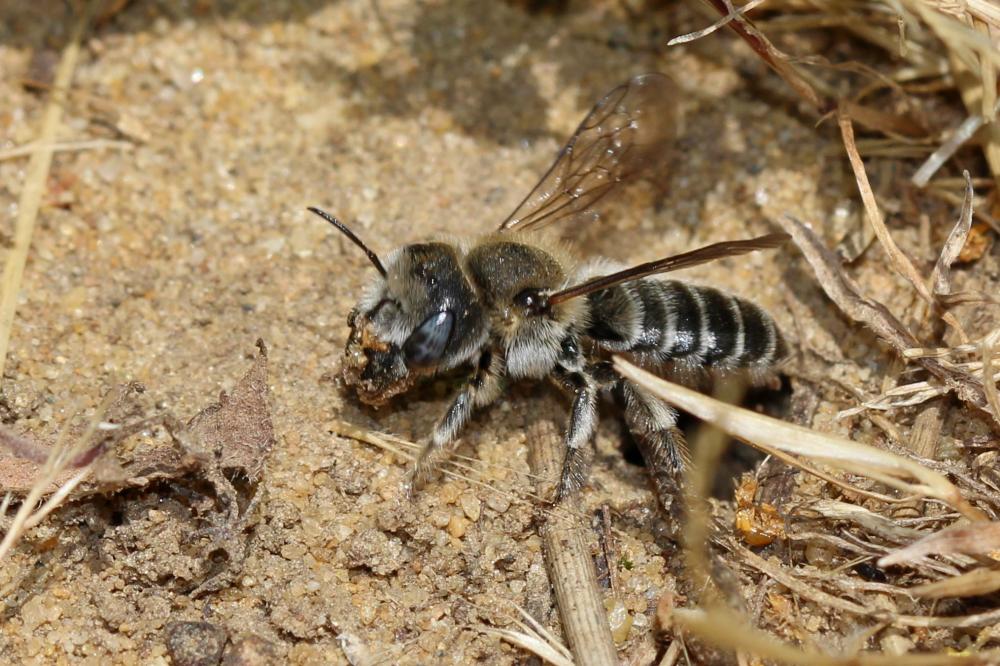 Hoplitis cristatula (van der Zanden, 1990)