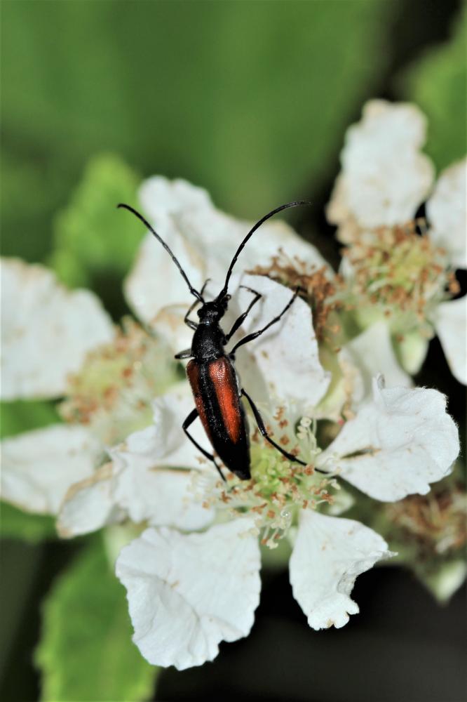 Stenurella melanura (Linnaeus, 1758)