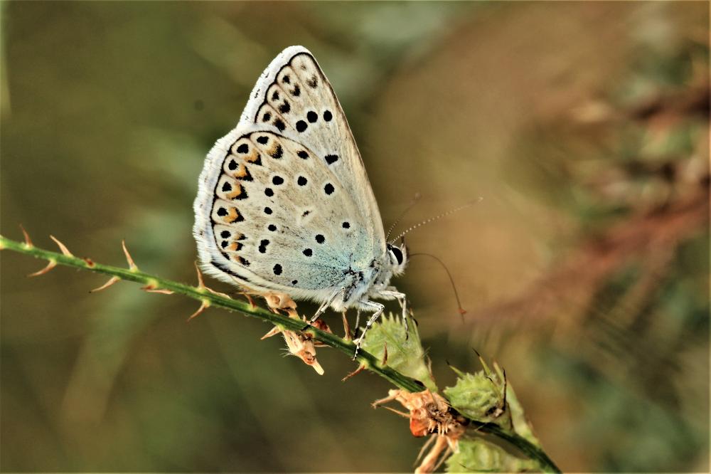 Azuré de l'Adragant (L'), Azuré du Plantain (L'), Polyommatus escheri (Hübner, 1823)