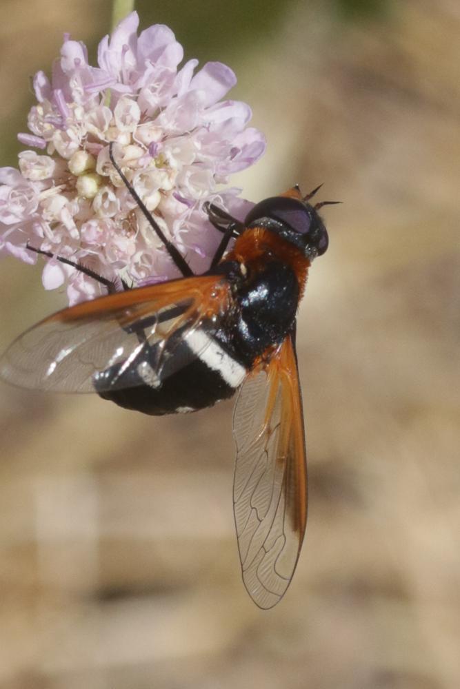  Exoprosopa rutilla (Pallas & Wiedemann, 1818)