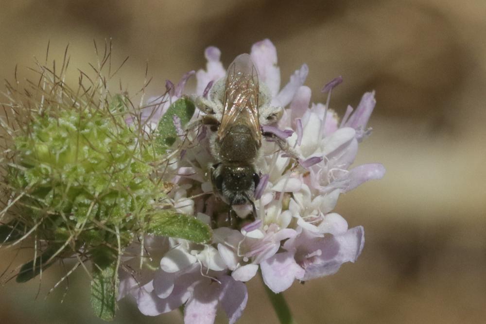  Vestitohalictus pollinosus (Sichel, 1860)