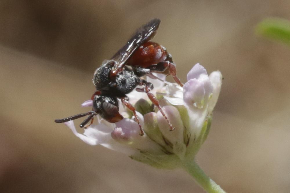  Pasites maculatus Jurine, 1807
