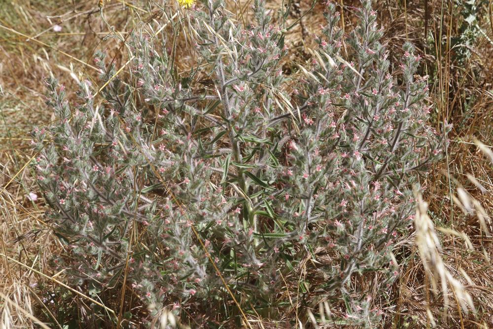 Vipérine des Pyrénées Echium asperrimum Lam., 1792