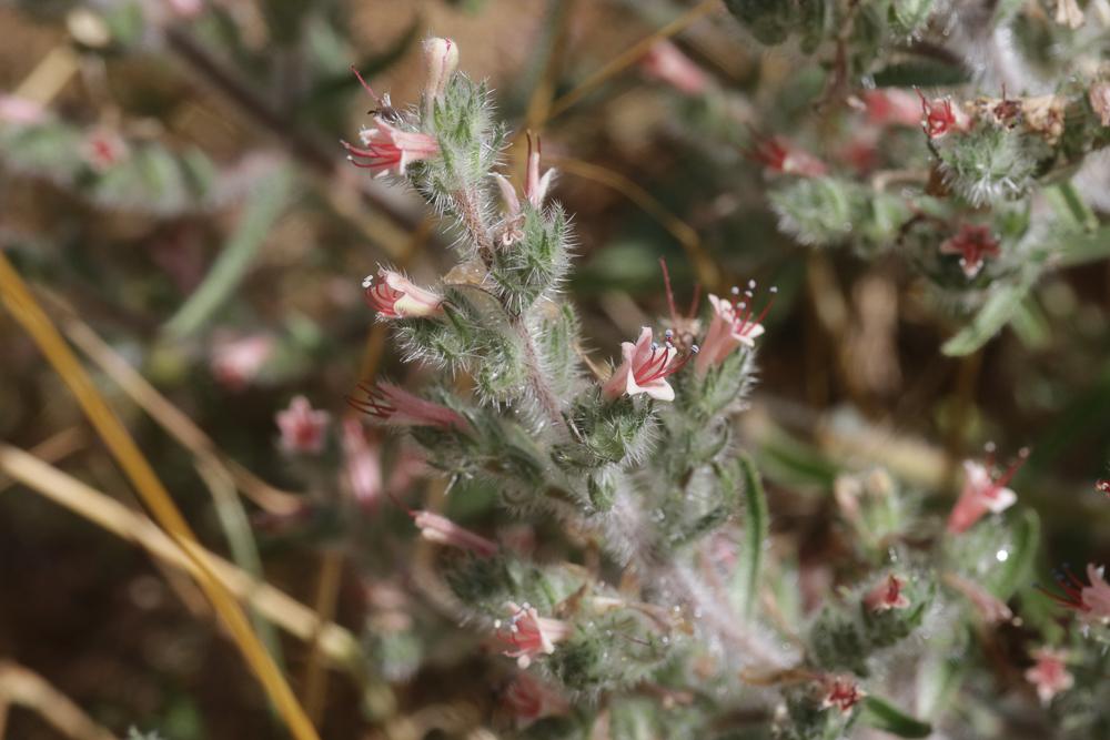 Vipérine des Pyrénées Echium asperrimum Lam., 1792