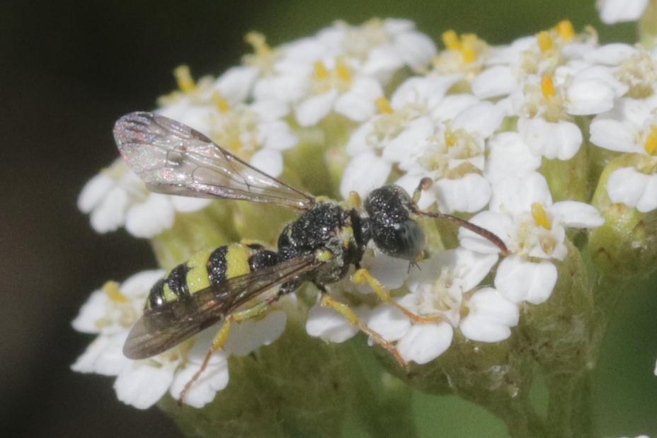  Cerceris sabulosa (Panzer, 1799)