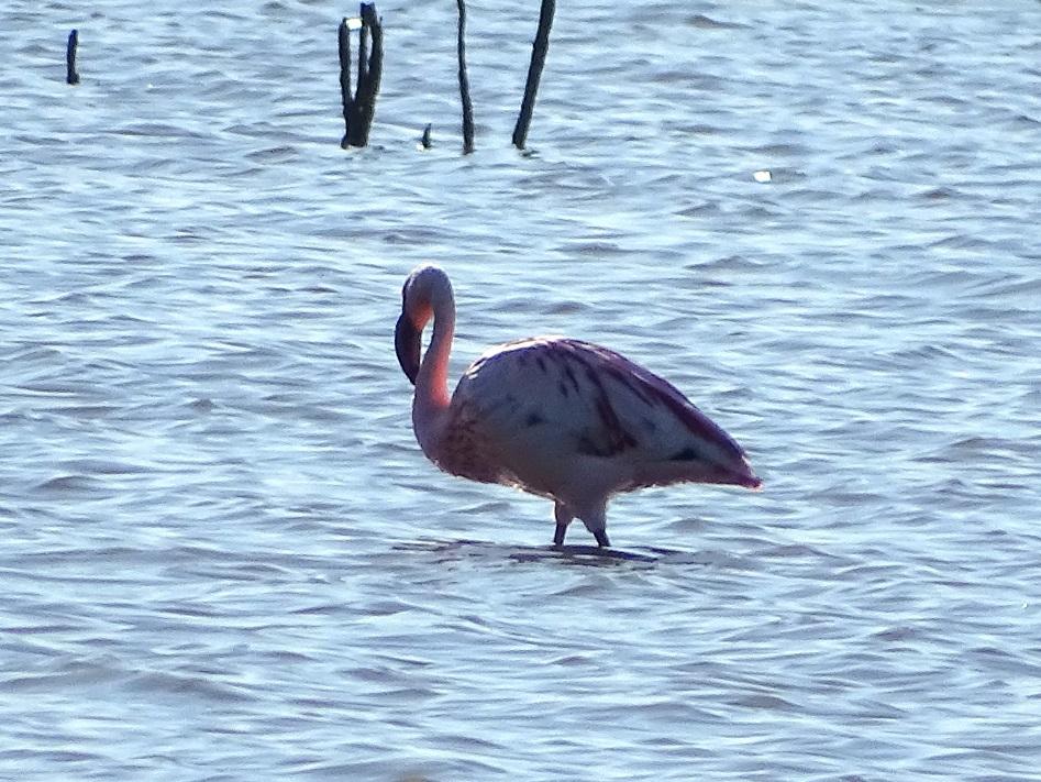 Flamant nain, Petit flamant Phoeniconaias minor (É. Geoffroy Saint-Hilaire, 1798)