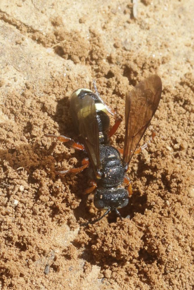  Cerceris bicincta Klug, 1835