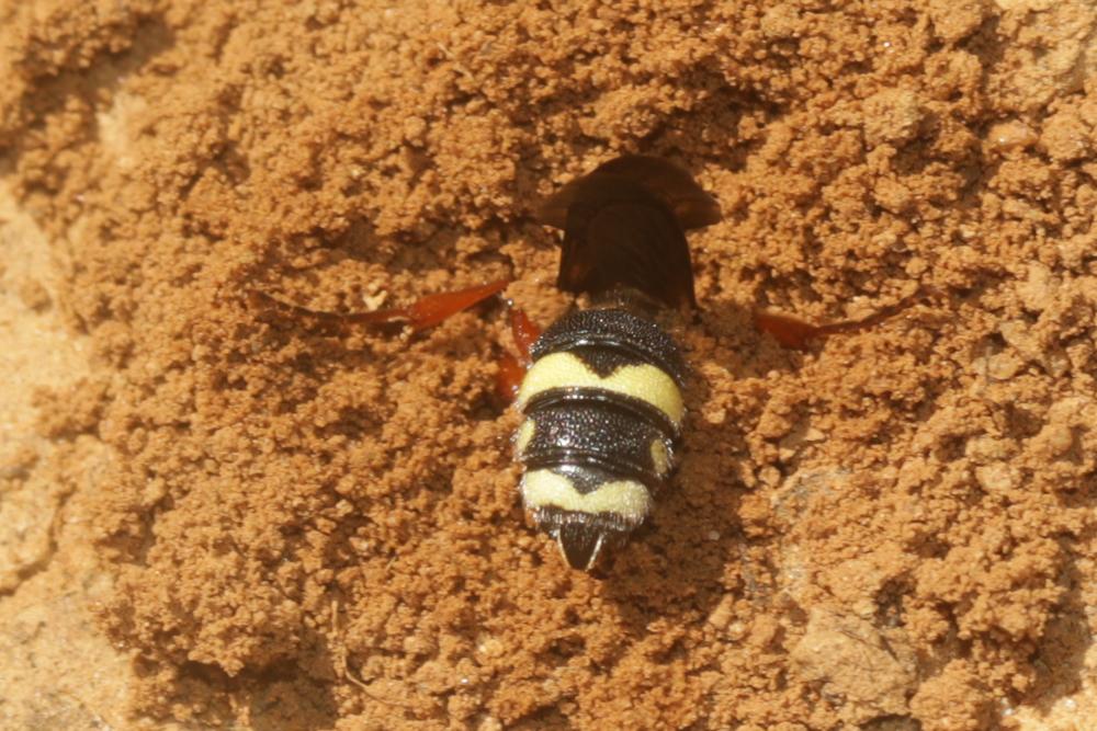  Cerceris bicincta Klug, 1835