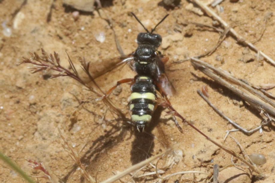  Cerceris bicincta Klug, 1835