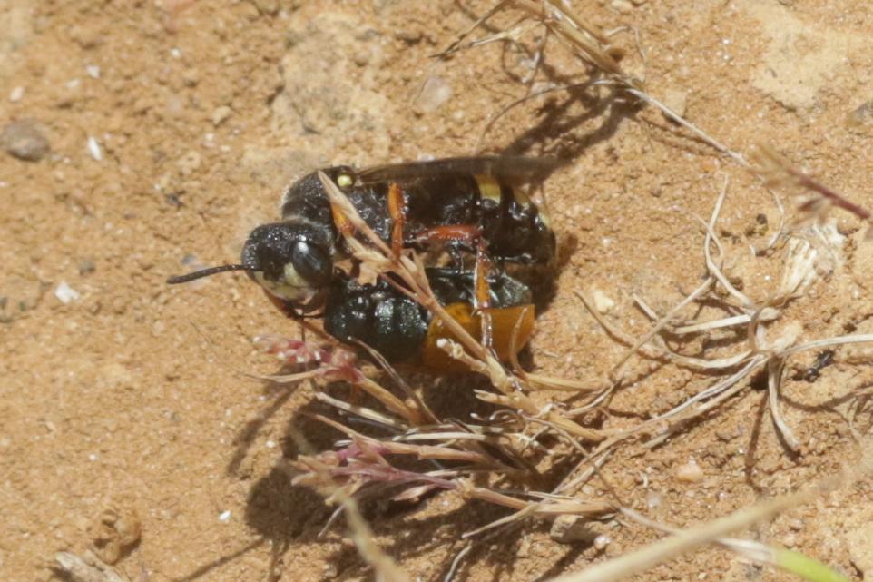  Cerceris bicincta Klug, 1835