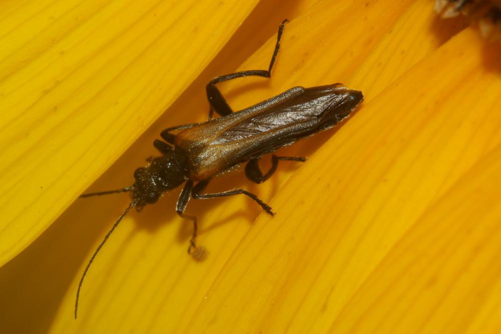  Oedemera simplex (Linnaeus, 1767)