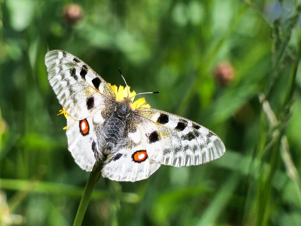Apollon (L'), Parnassien apollon (Le) Parnassius apollo (Linnaeus, 1758)
