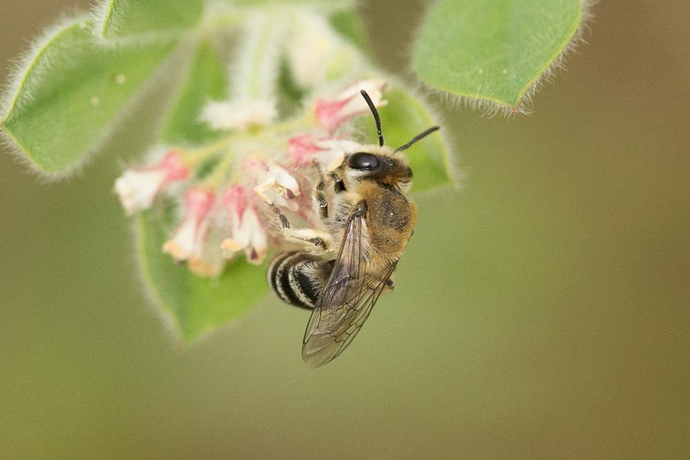  Colletes Latreille, 1802
