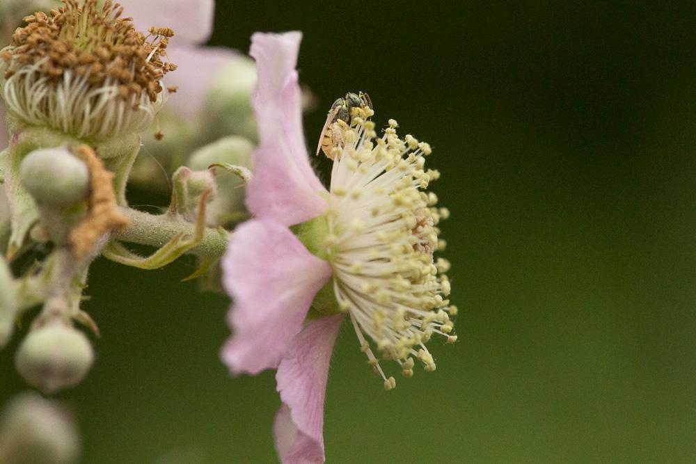 Nomioides facilis (Smith, 1853)