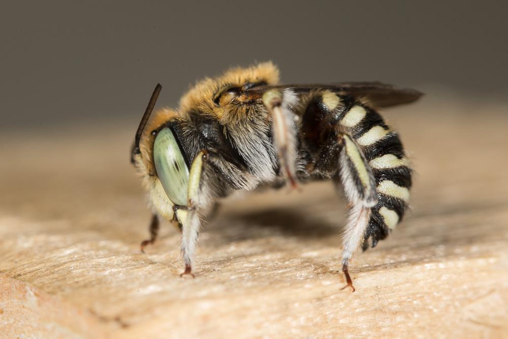 Anthidium taeniatum Latreille, 1809