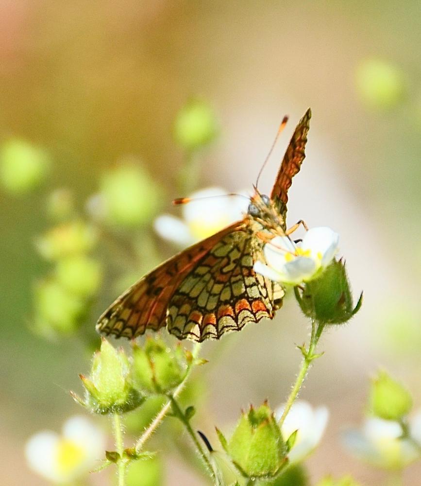 Mélitée des Linaires (La) Melitaea deione (Geyer, 1832)