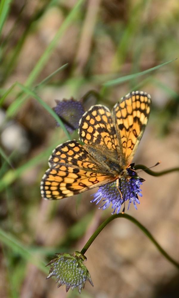 Mélitée des Linaires (La) Melitaea deione (Geyer, 1832)