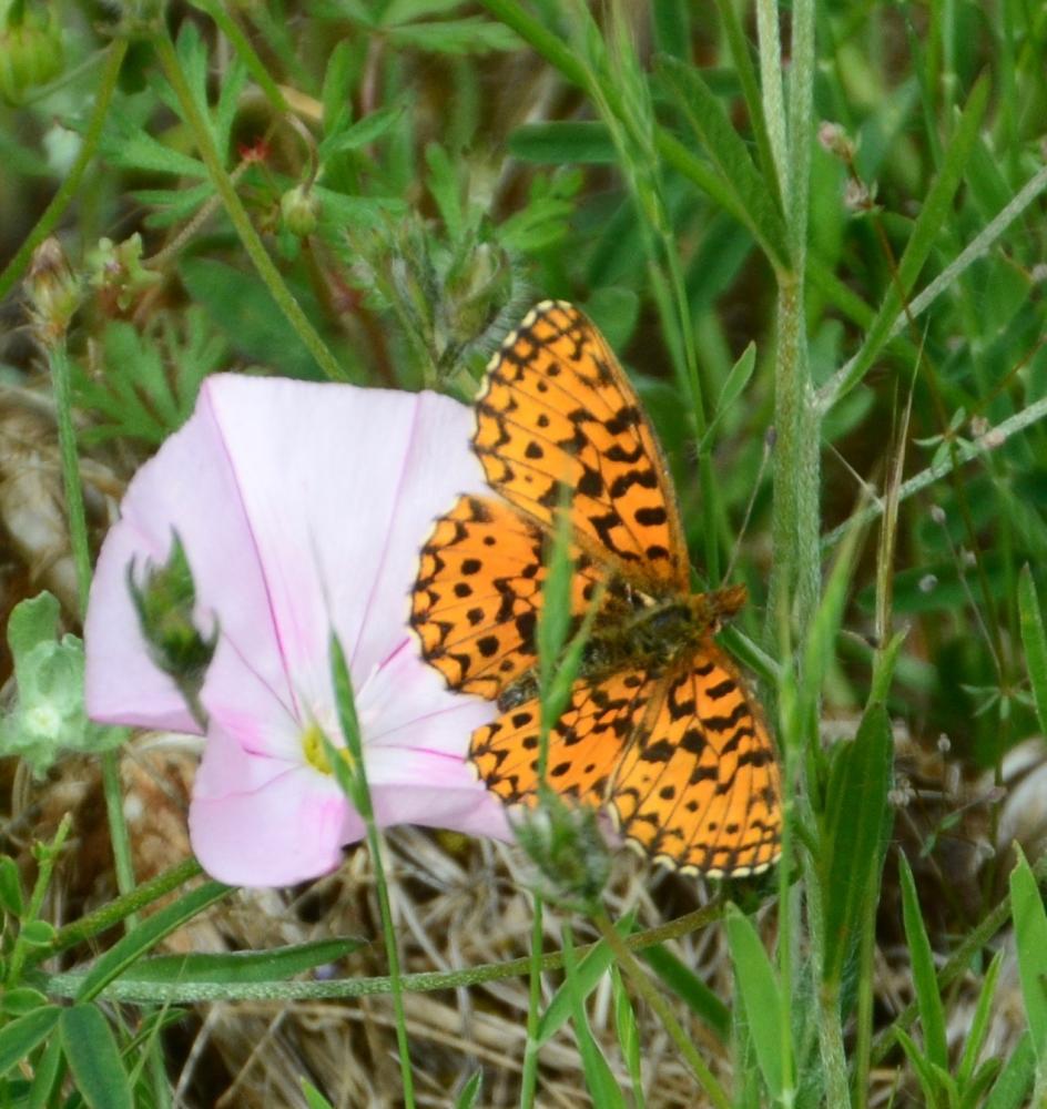 Petite Violette (La), Nacré violet (Le) Boloria dia (Linnaeus, 1767)