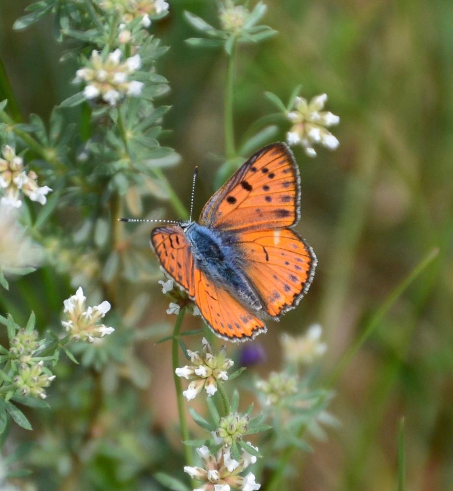 Cuivré flambloyant (Le) Lycaena alciphron gordius (Sulzer, 1776)