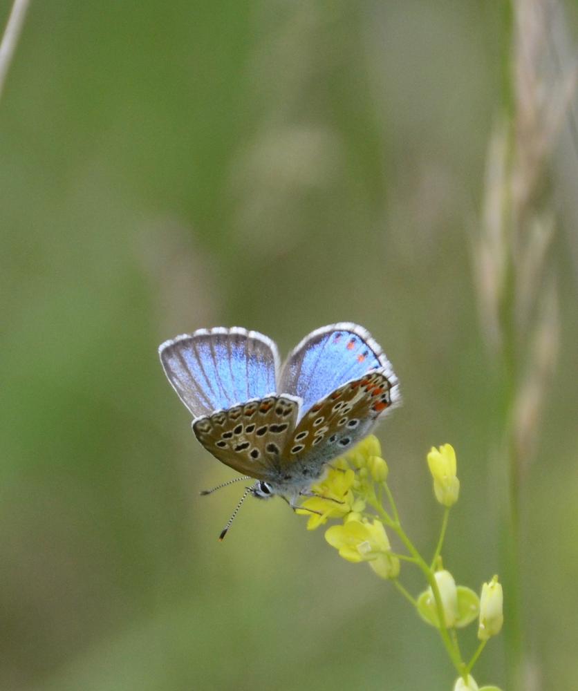 Azuré bleu-céleste (L'), Bel-Argus (Le), Argus ble Lysandra bellargus (Rottemburg, 1775)