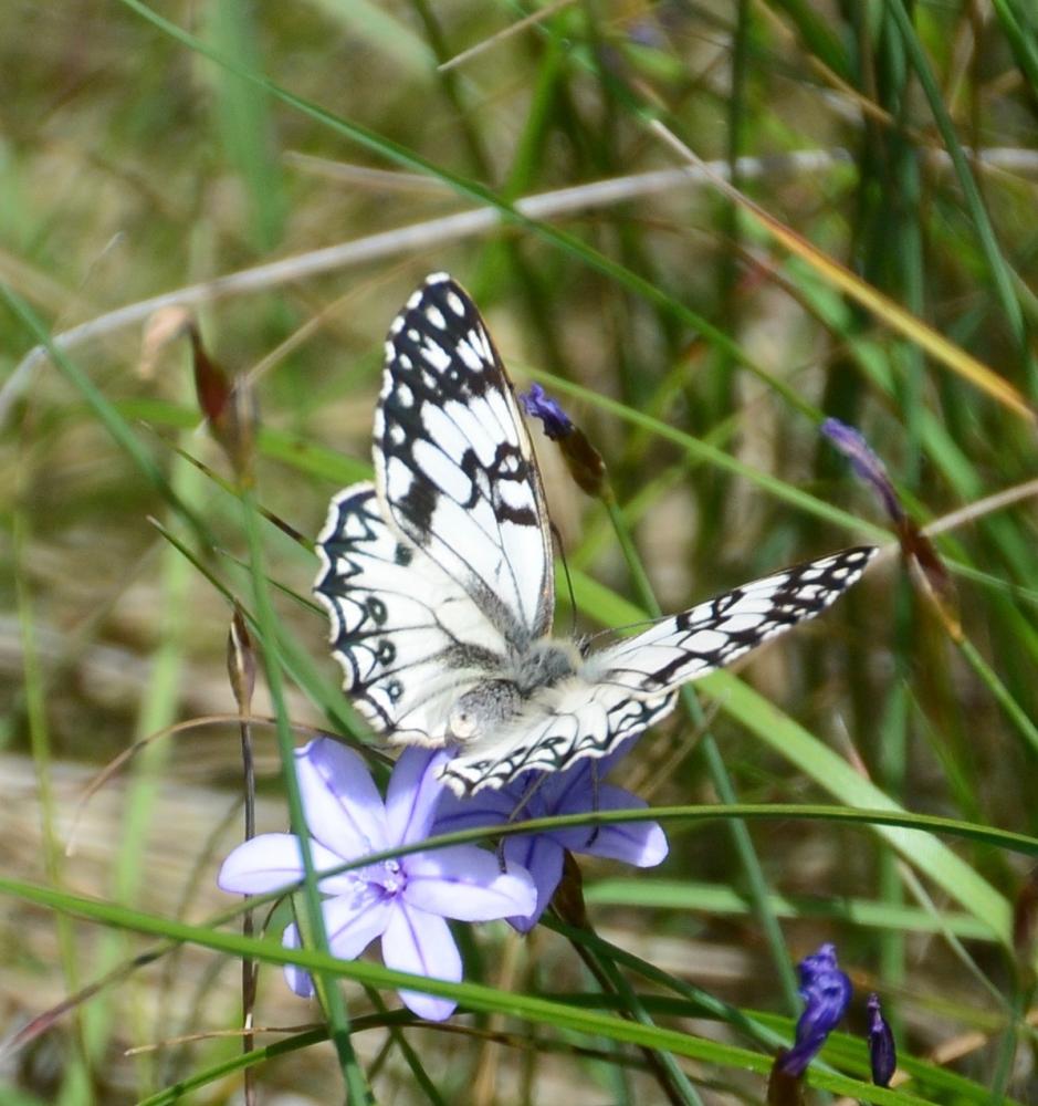 Échiquier d'Occitanie (L'), Demi-Deuil occitan (Le Melanargia occitanica (Esper, 1793)