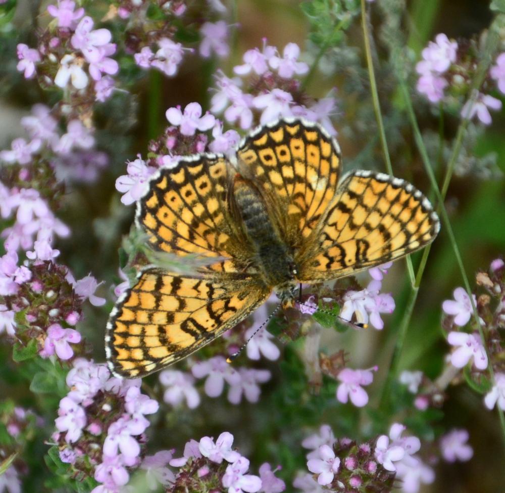 Mélitée du Plantain (La), Déesse à ceinturons (La) Melitaea cinxia (Linnaeus, 1758)