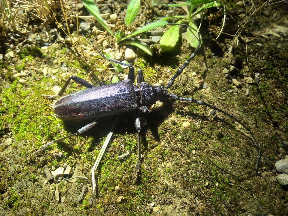 Grand Capricorne (Le) Cerambyx cerdo Linnaeus, 1758