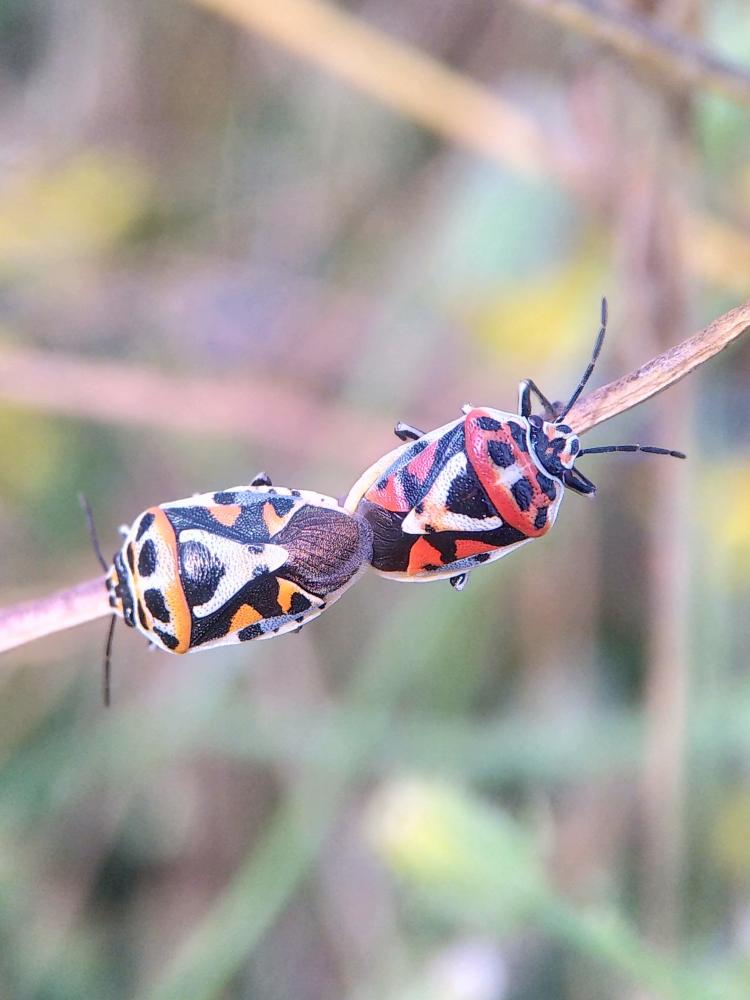 Eurydema ornata (Linnaeus, 1758)