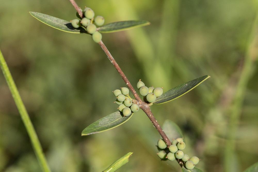 Alavert à feuilles étroites Phillyrea angustifolia L., 1753