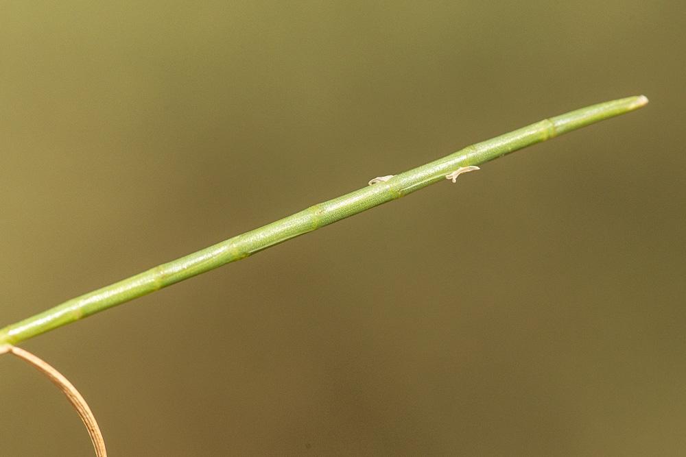 Lepture cylindrique Hainardia cylindrica (Willd.) Greuter, 1967