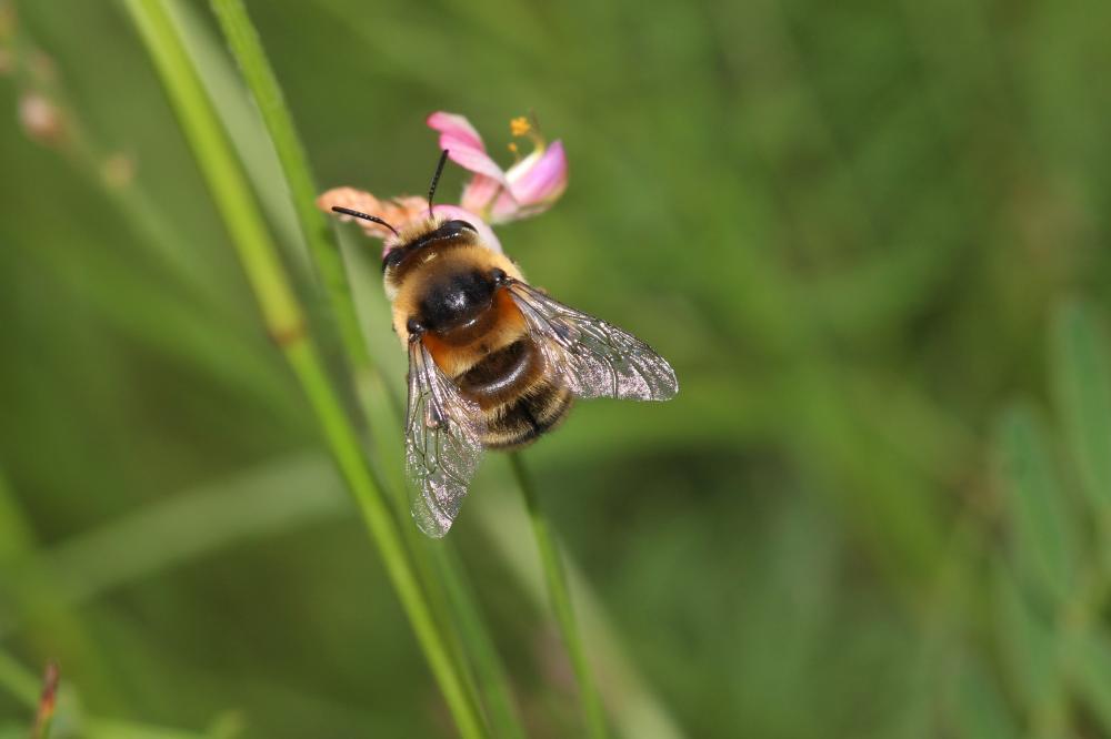 Anthophore estivale Anthophora aestivalis (Panzer, 1801)