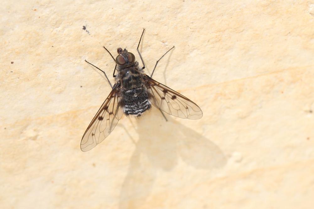  Anthrax binotatus Wiedemann in Meigen, 1820