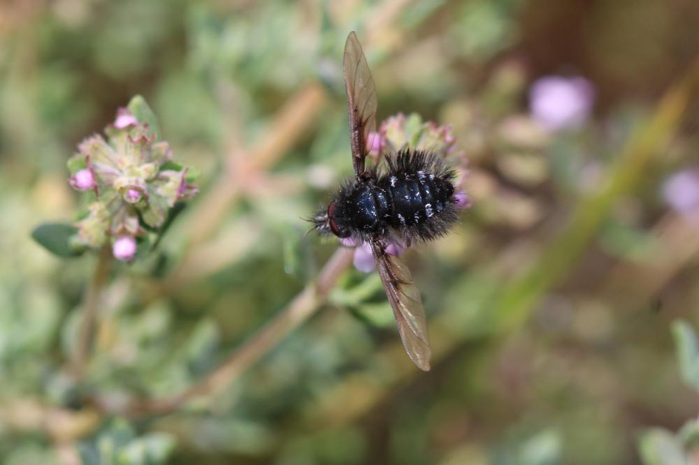  Bombylella atra (Scopoli, 1763)