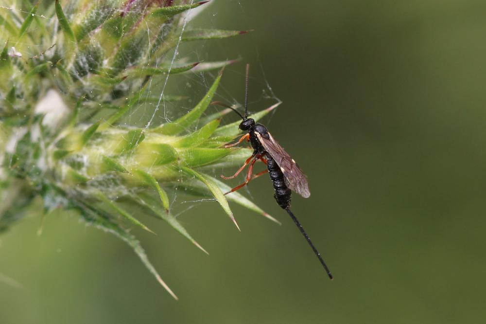 Le  sp. Exeristes Förster, 1869 sp.