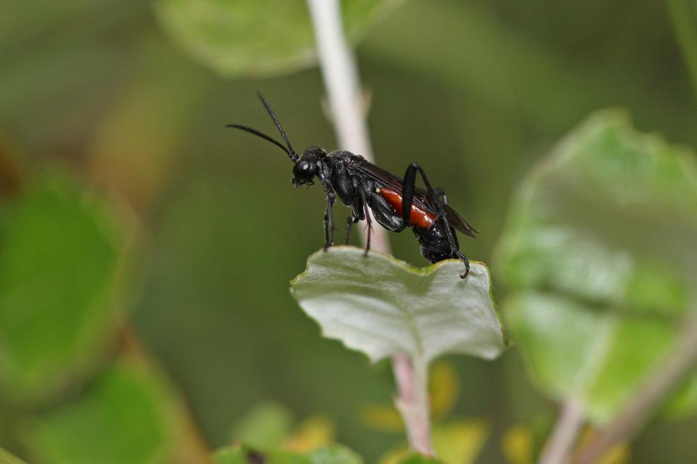 Mouche-à-scie noire, avec le milieu du ventre fauv Macrophya annulata (Geoffroy, 1785)