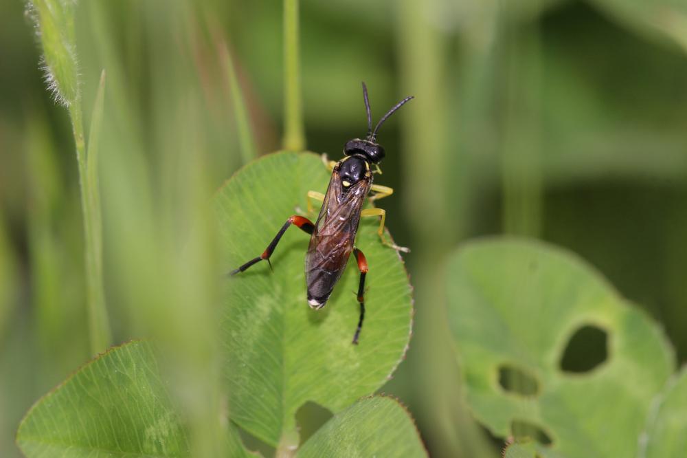 Mouche-à-scie noire, à points de devant jaunes & m Macrophya rufipes (Linnaeus, 1758)