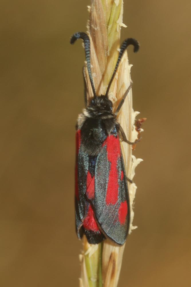 La Zygène du Panicaut (La) Zygaena sarpedon (Hübner, 1790)