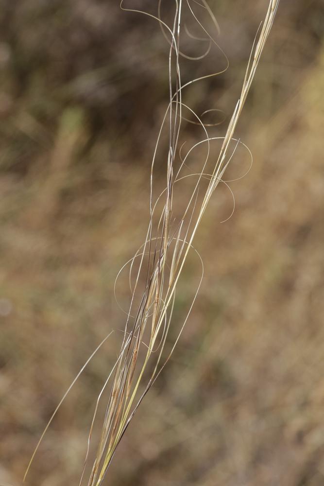 Plumet chevelue, Stipe capillaire Stipa capillata L., 1762