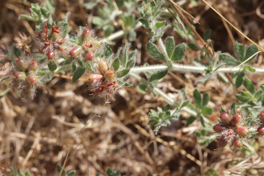 Dorycnium hirsute, Dorycnie hirsute Dorycnium hirsutum (L.) Ser., 1825