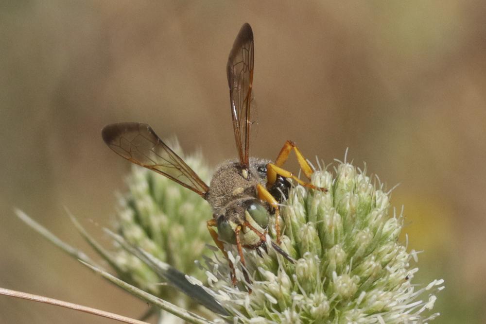 Cerceris interrupta (Panzer, 1799)