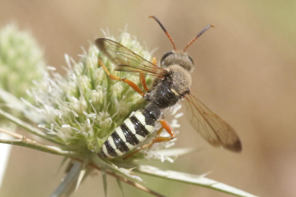 Cerceris interrupta (Panzer, 1799)
