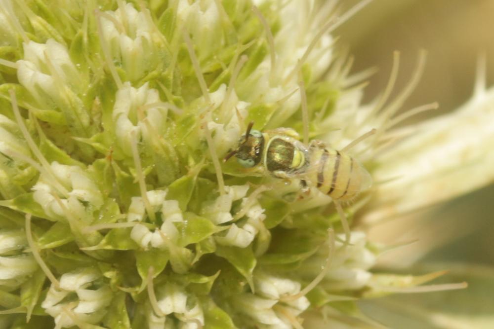  Nomioides facilis (Smith, 1853)