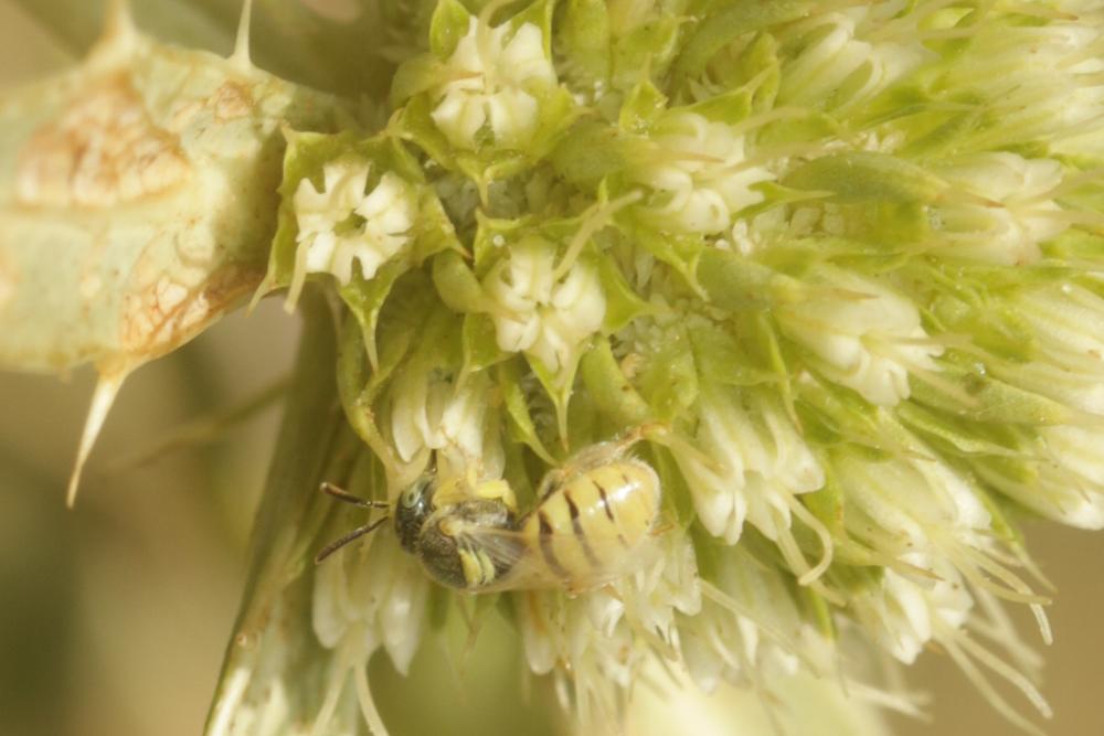  Nomioides facilis (Smith, 1853)
