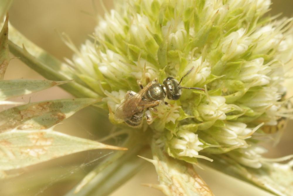  Seladonia subaurata (Rossi, 1792)