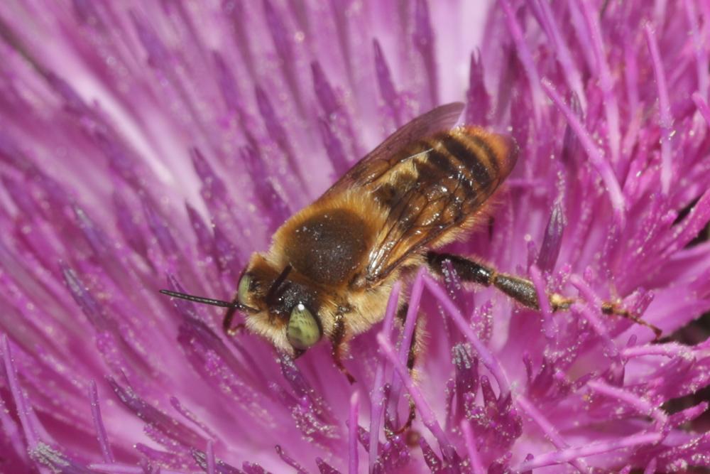 Lithurgus chrysurus Fonscolombe, 1834