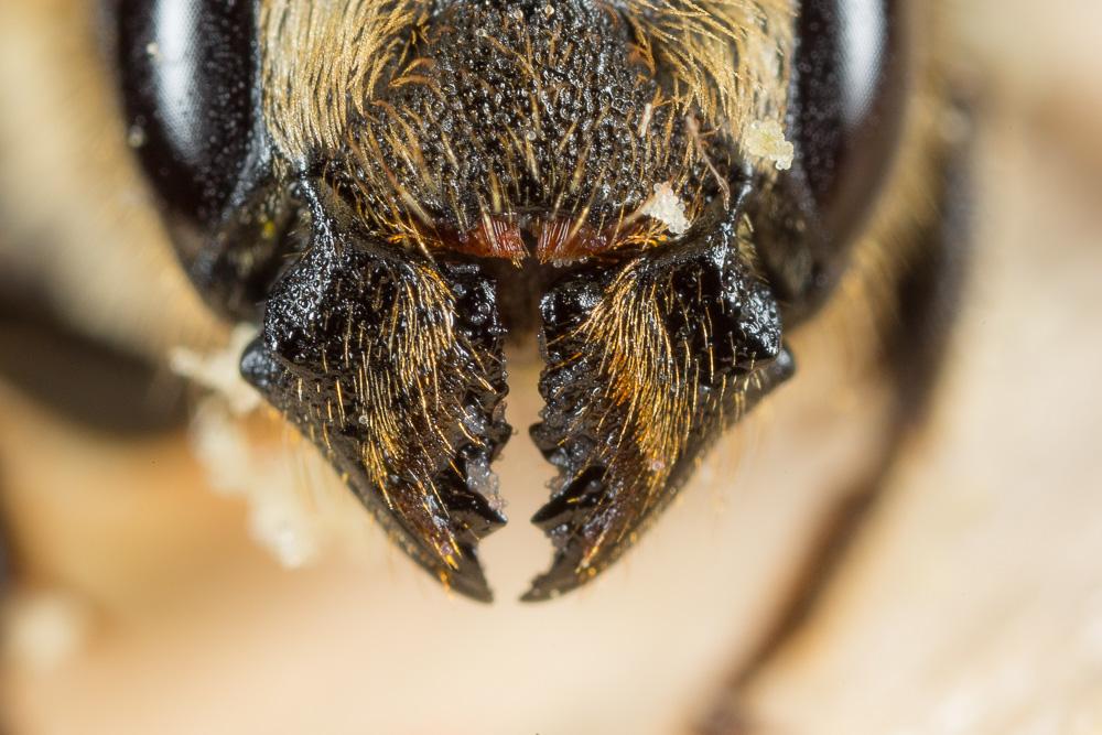 Le  Osmia dimidiata Morawitz, 1870