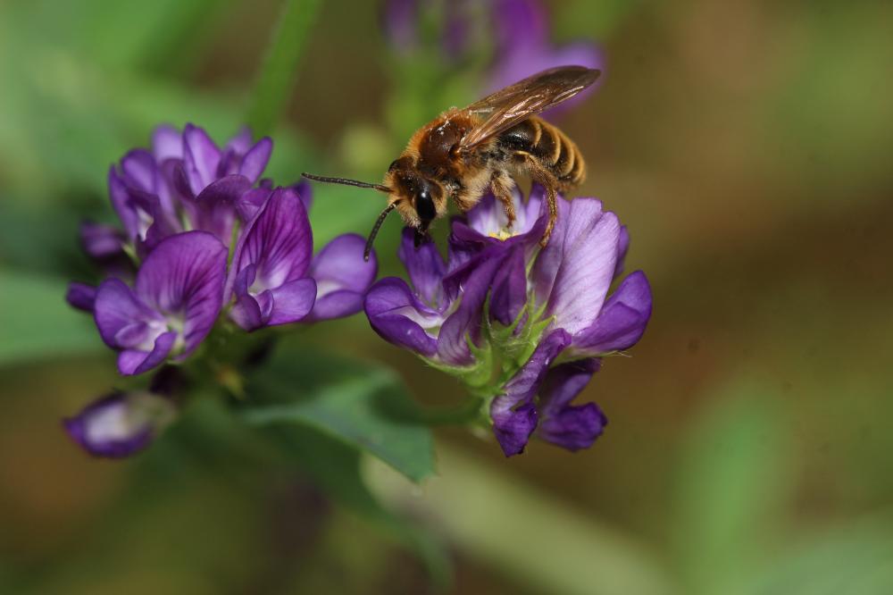Andrena Fabricius, 1775