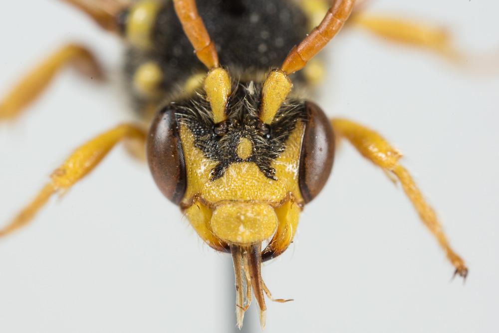  Nomada goodeniana (Kirby, 1802)